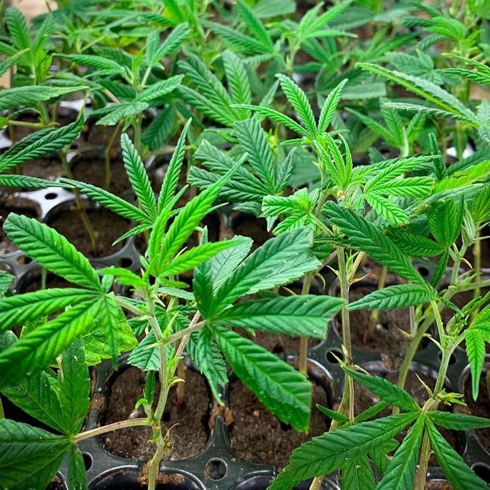 Hemp plants in a hemp farm