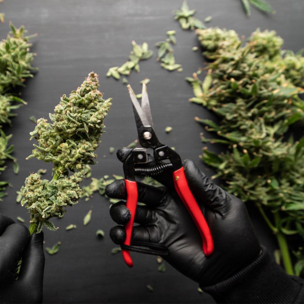 Man's hands trimming marijuana bud