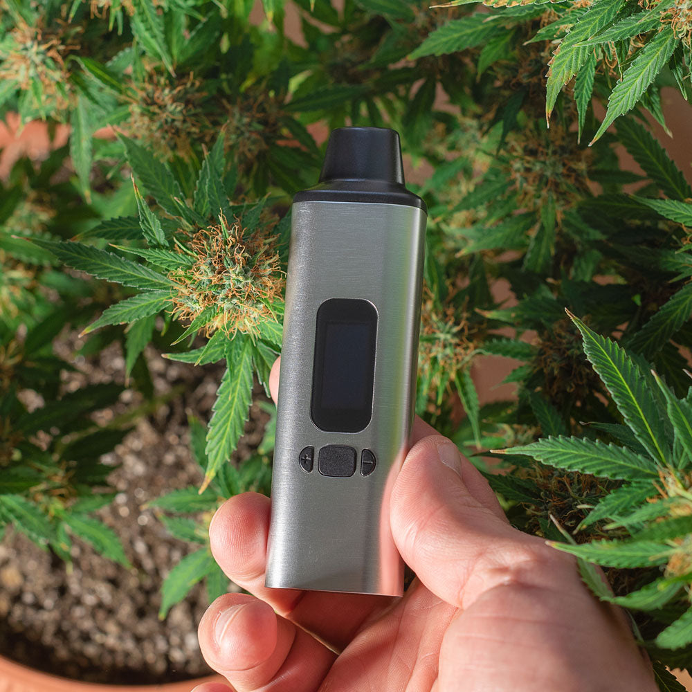 Hand holding electric dry herb vape with cannabis plants in the background