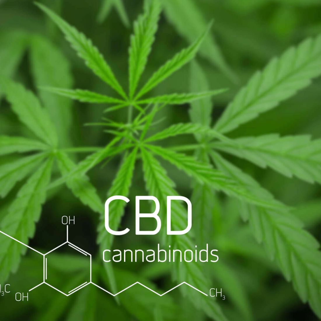 Difference Between Full-Spectrum CBD & Hemp CBD