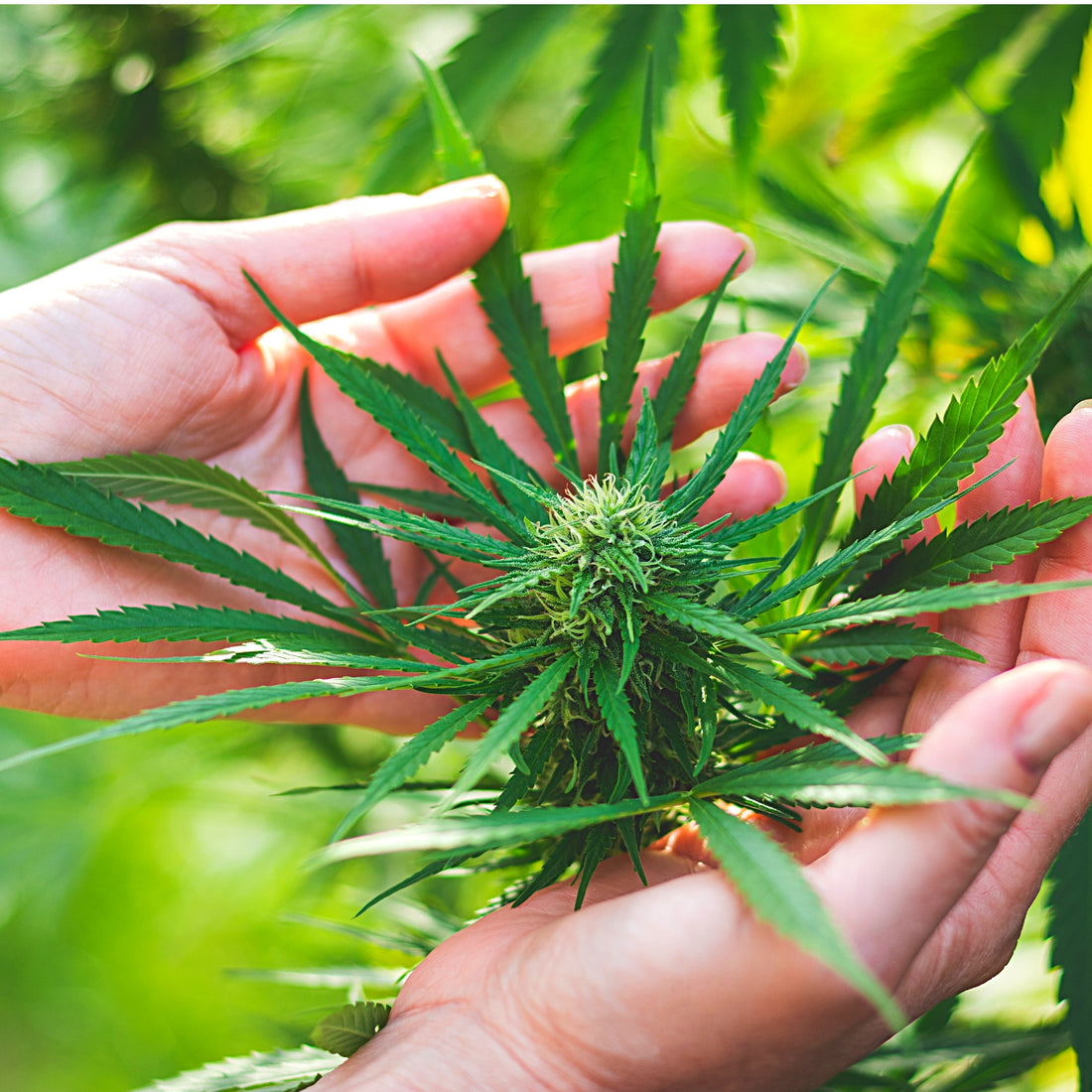 Hands gently holding a bud on hemp plant