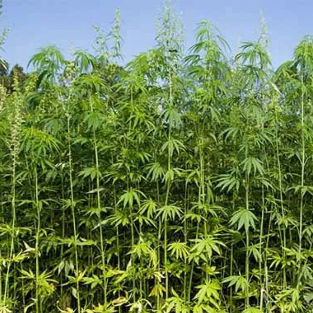 Hemp plants